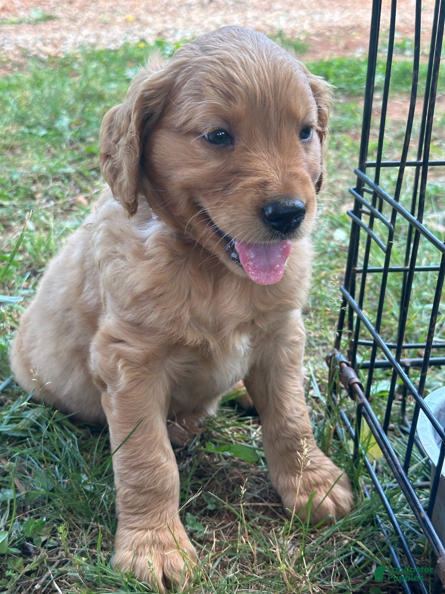 Goldendoodle dogs Spot - Ad 2