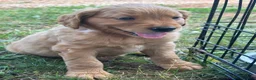 Goldendoodle dogs for sale: Spot - Ad 2