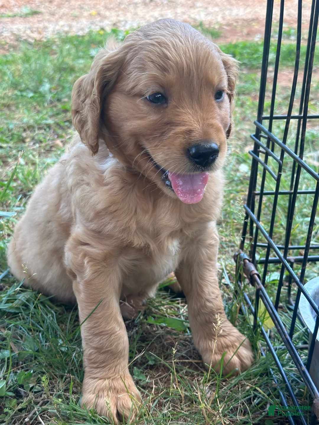 Goldendoodle dogs for sale: Spot - Ad 2