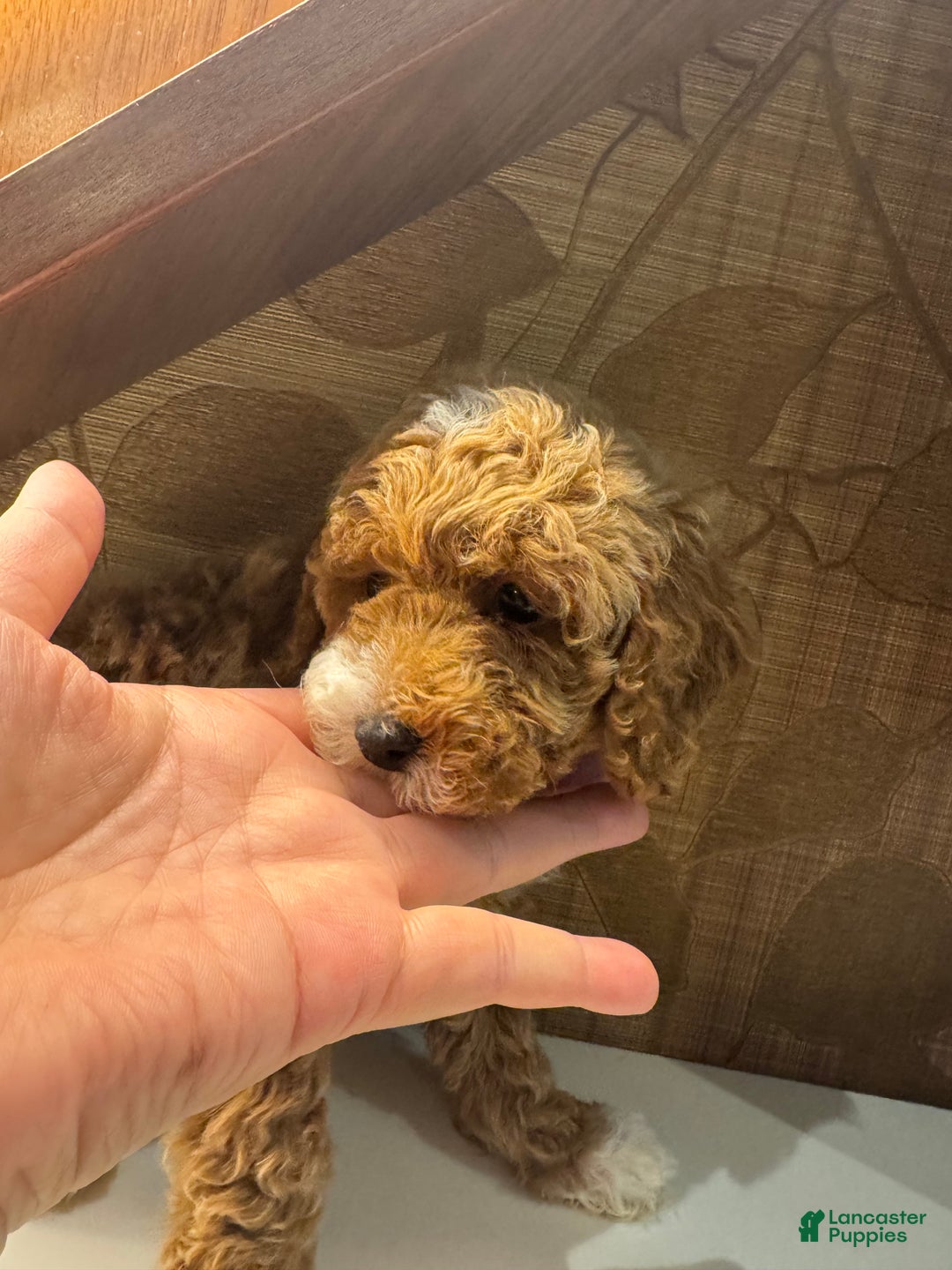 Toy Poodle dogs for sale: Cappuccino - Ad 4