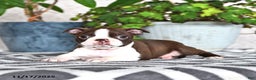 Boston Terrier dogs for sale: Renae - Ad 1