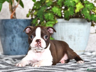 Boston Terrier dogs Renae - Ad 27
