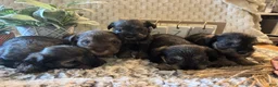 Miniature Schnauzer dogs for sale: Miniature Schnauzer 2 - Ad 9
