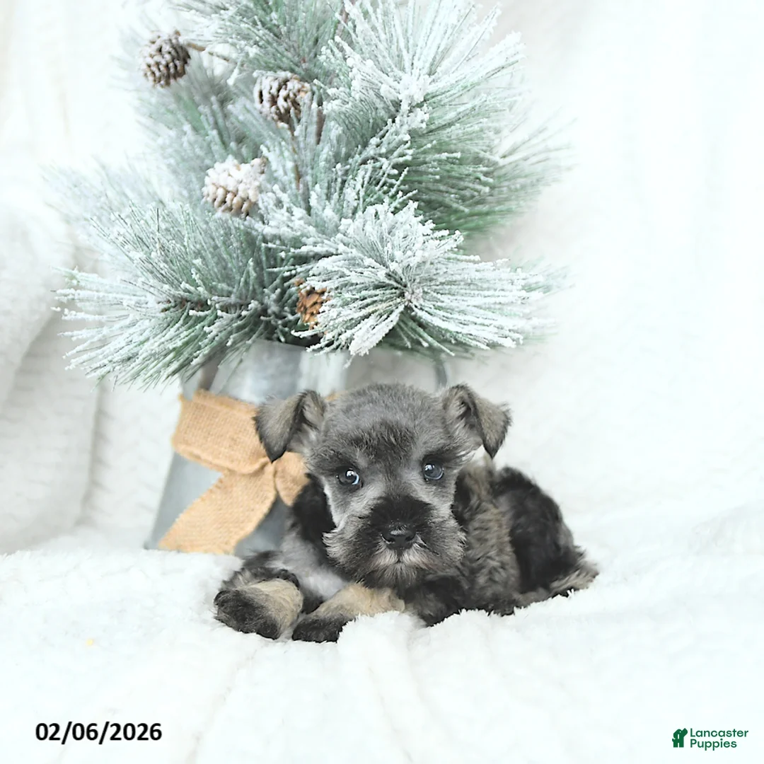 Miniature Schnauzer dogs for sale: Malyk - Ad 5