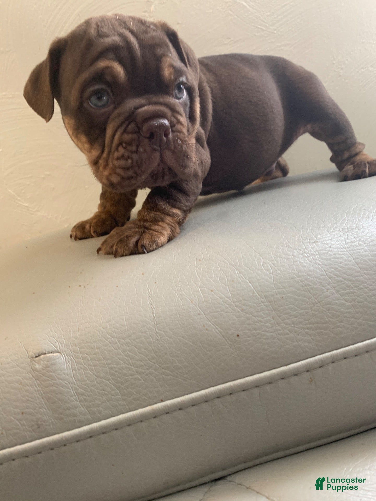 English Bulldog dogs English Bulldog 1 - Ad 28
