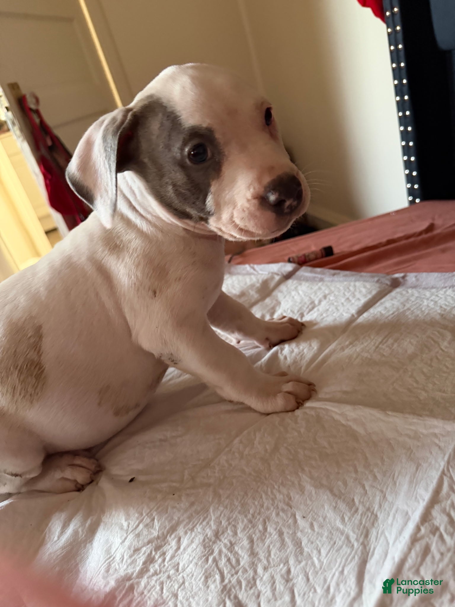 American Staffordshire Terrier dogs American Staffordshire Terrier Puppy 1 - Ad 2