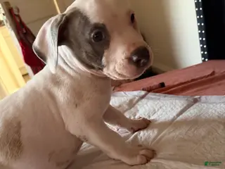 American Staffordshire Terrier dogs American Staffordshire Terrier Puppy 1 - Ad 2