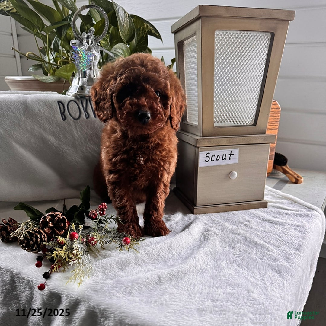 Miniature Poodle dogs for sale: Scout - Ad 2