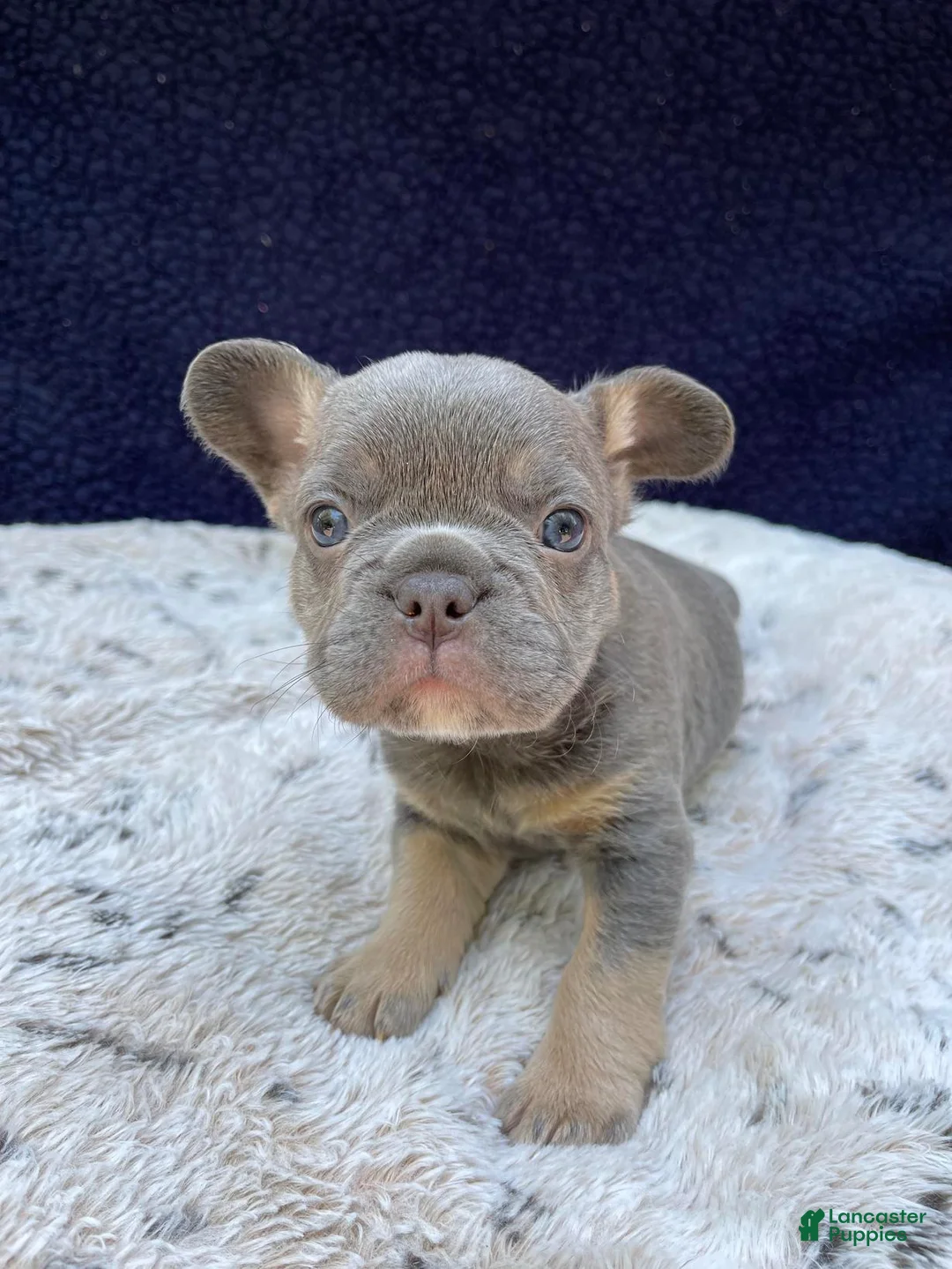 French Bulldog dogs for sale: French Bulldog 1 - Ad 2