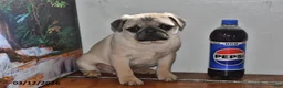 Pug dogs for sale: Donald - Ad 9