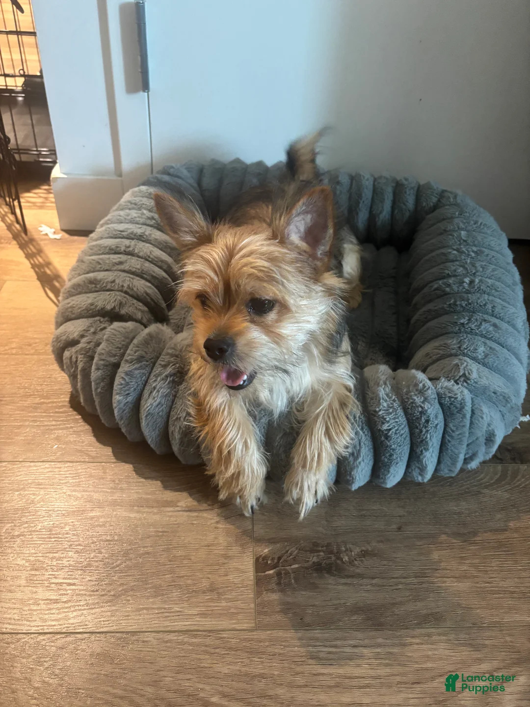 Shorkie dogs for sale: Huncho - Ad 2
