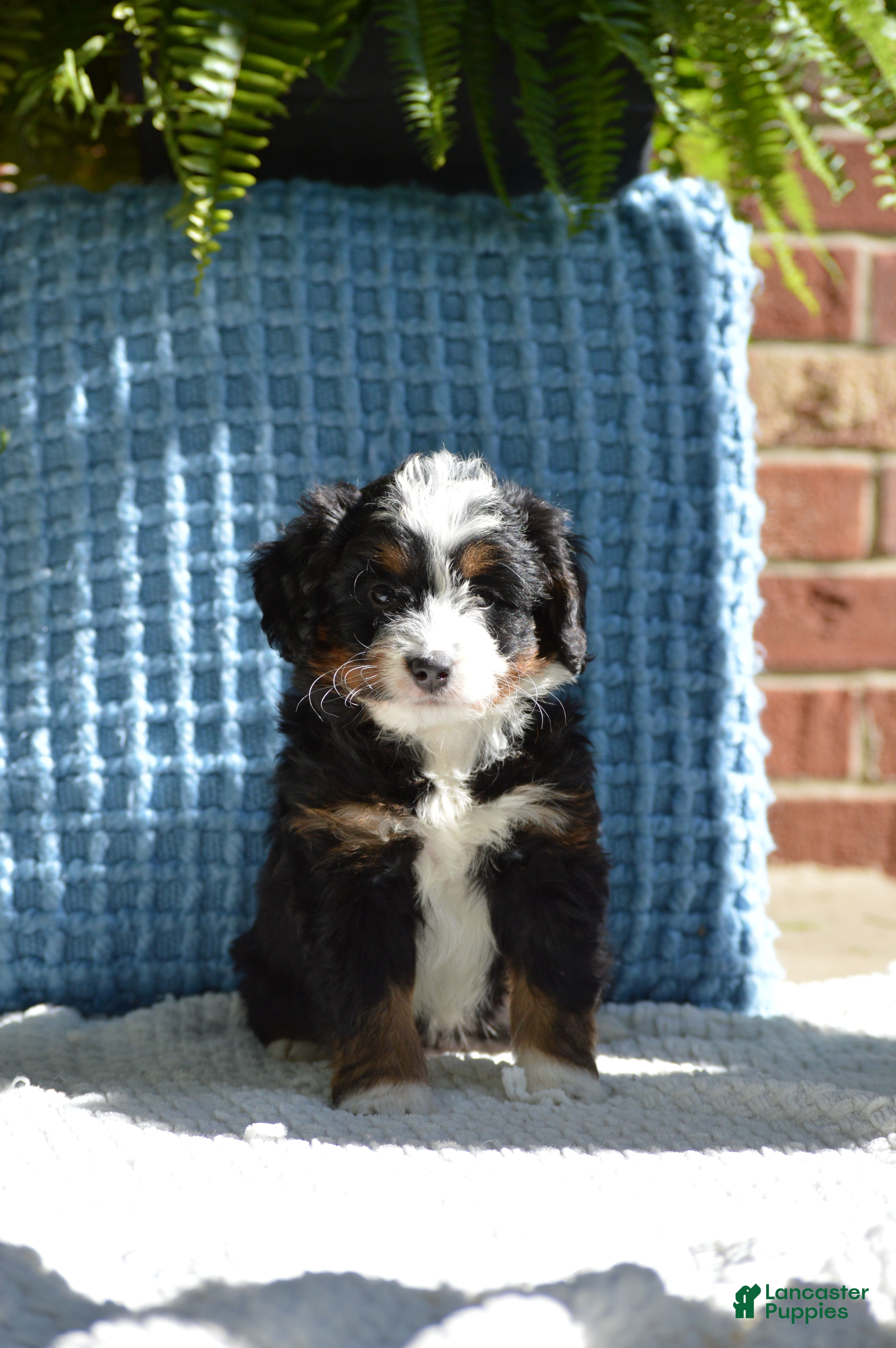 Mini Bernedoodle dogs Rory - Ad 1