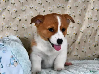 Welsh Corgi Pembroke dogs Milo - Ad 14