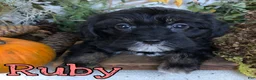 Mixed Breed dogs for sale: Mixed Breed 5 - Ad 3