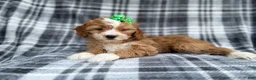 Cavapoo dogs for sale: Mia - Ad 5