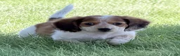 Miniature Dachshund dogs for sale: Tucker - Ad 3