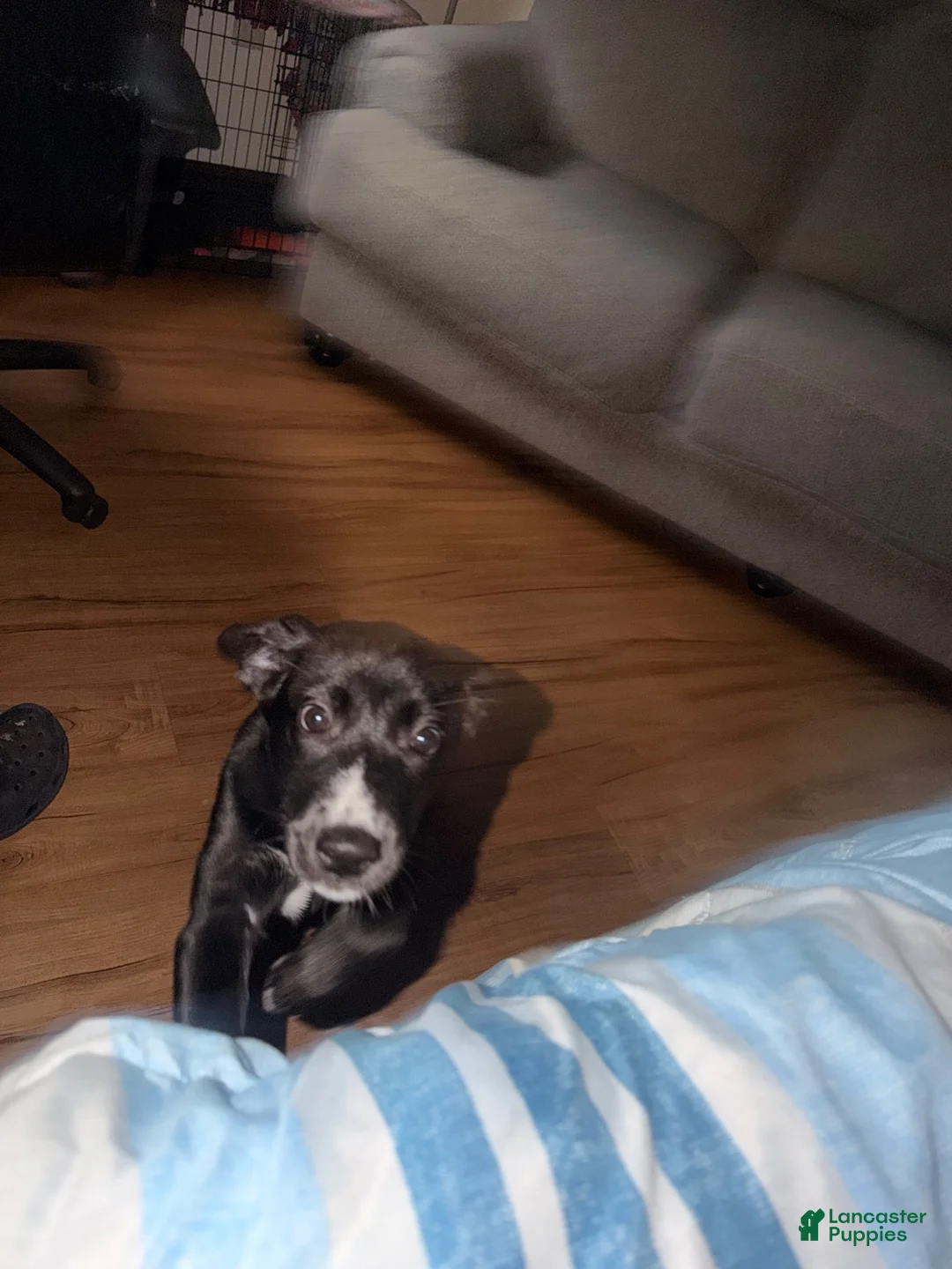 Mixed Breed dogs for sale: Lily  - Ad 2