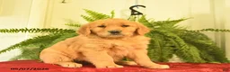 Golden Retriever dogs for sale: Wren  - Ad 3