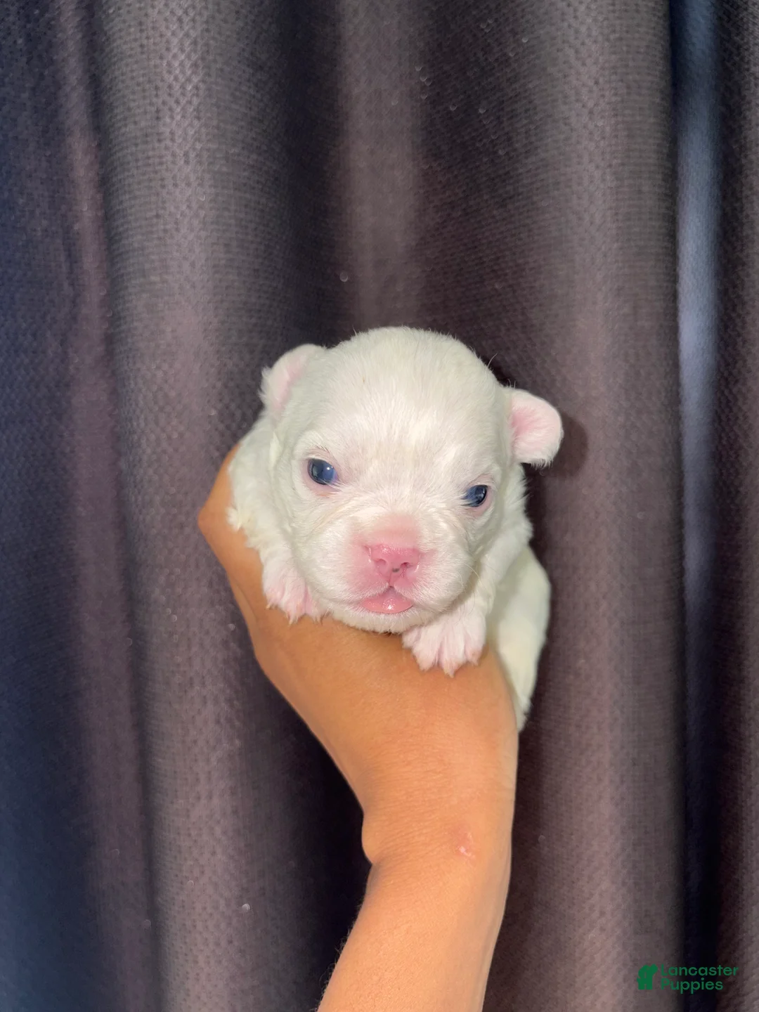 French Bulldog dogs for sale: Snow - Ad 1