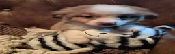 Toy Australian Shepherd dogs for sale: Toy Australian Shepherd 1 - Ad 3