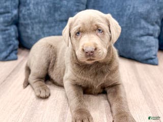 Labrador Retriever dogs Stormy - Ad 24