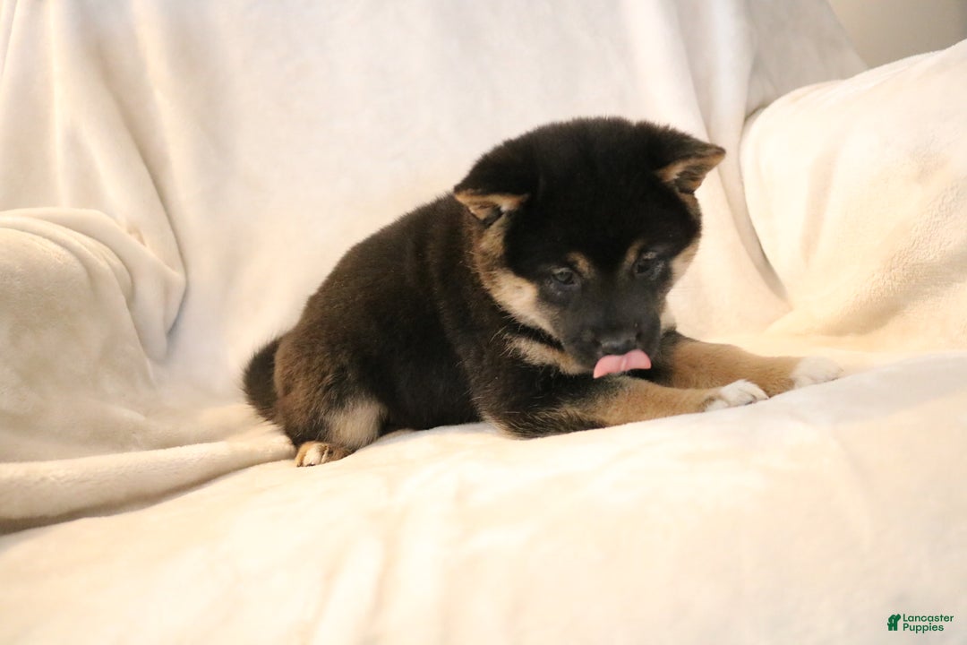 Shiba Inu dogs for sale: Sophie  - Ad 5