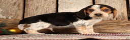 Beagle dogs for sale: Dasher - Ad 2