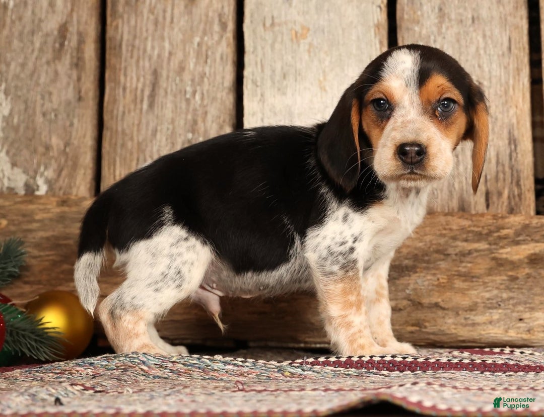 Beagle dogs for sale: Dasher - Ad 2