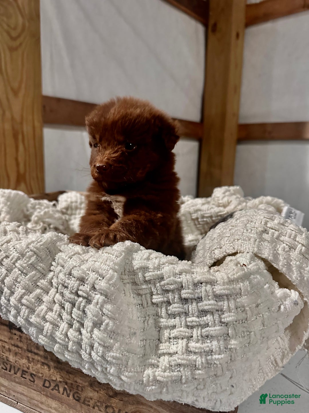Aussiedoodle dogs for sale: Channing - Ad 3