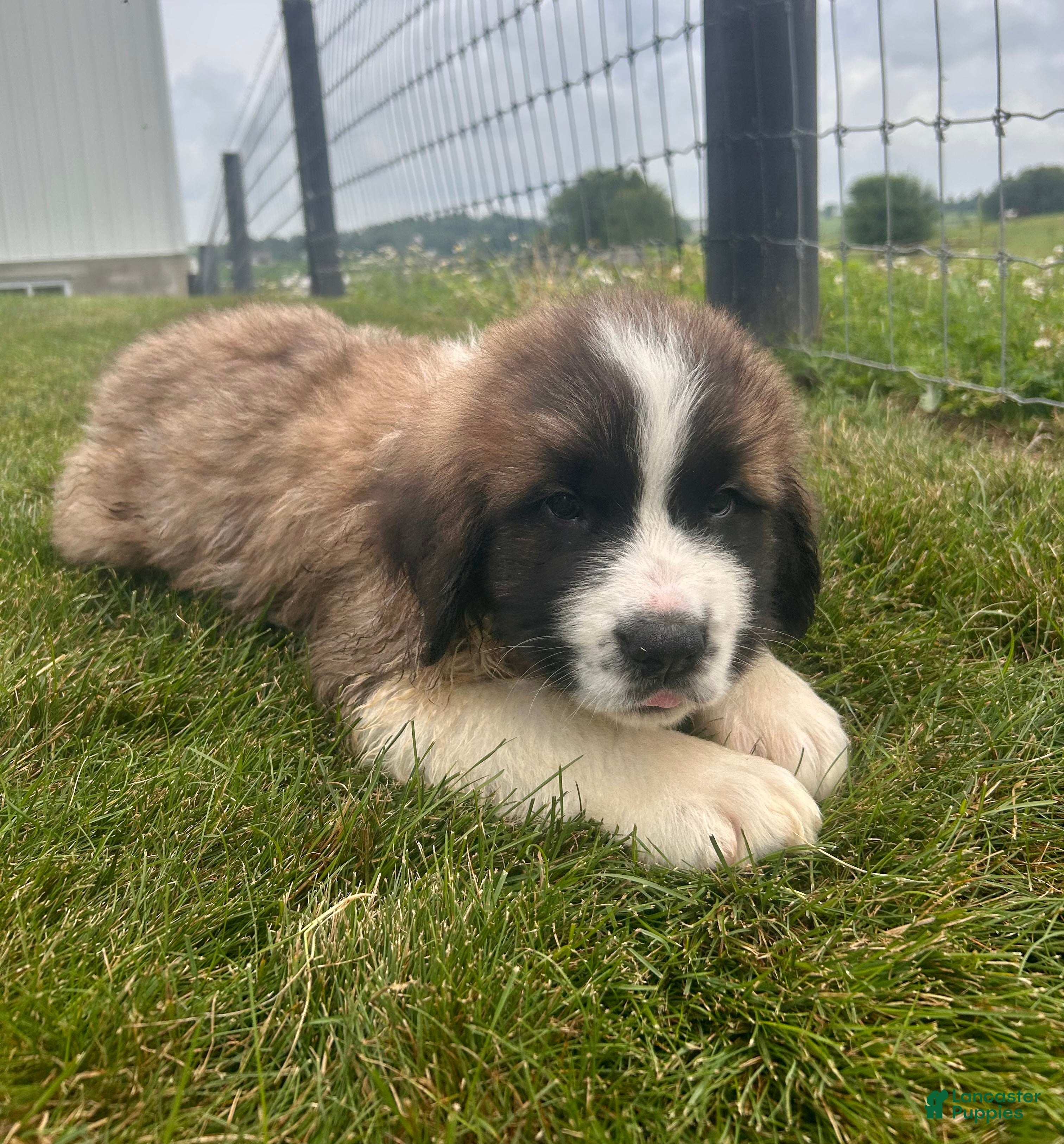 Saint Bernard dogs Bo - Ad 2