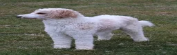 Mini Goldendoodle dogs for sale: Renee - Ad 7