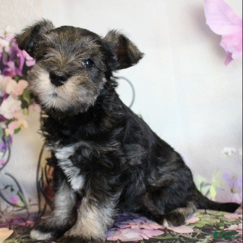 Miniature Schnauzer dogs Trinity - Ad 1