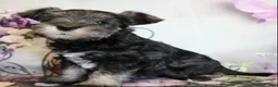 Miniature Schnauzer dogs for sale: Trinity - Ad 1