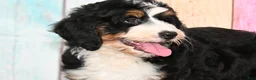 Bernedoodle dogs for sale: Bernedoodle 1 - Ad 2