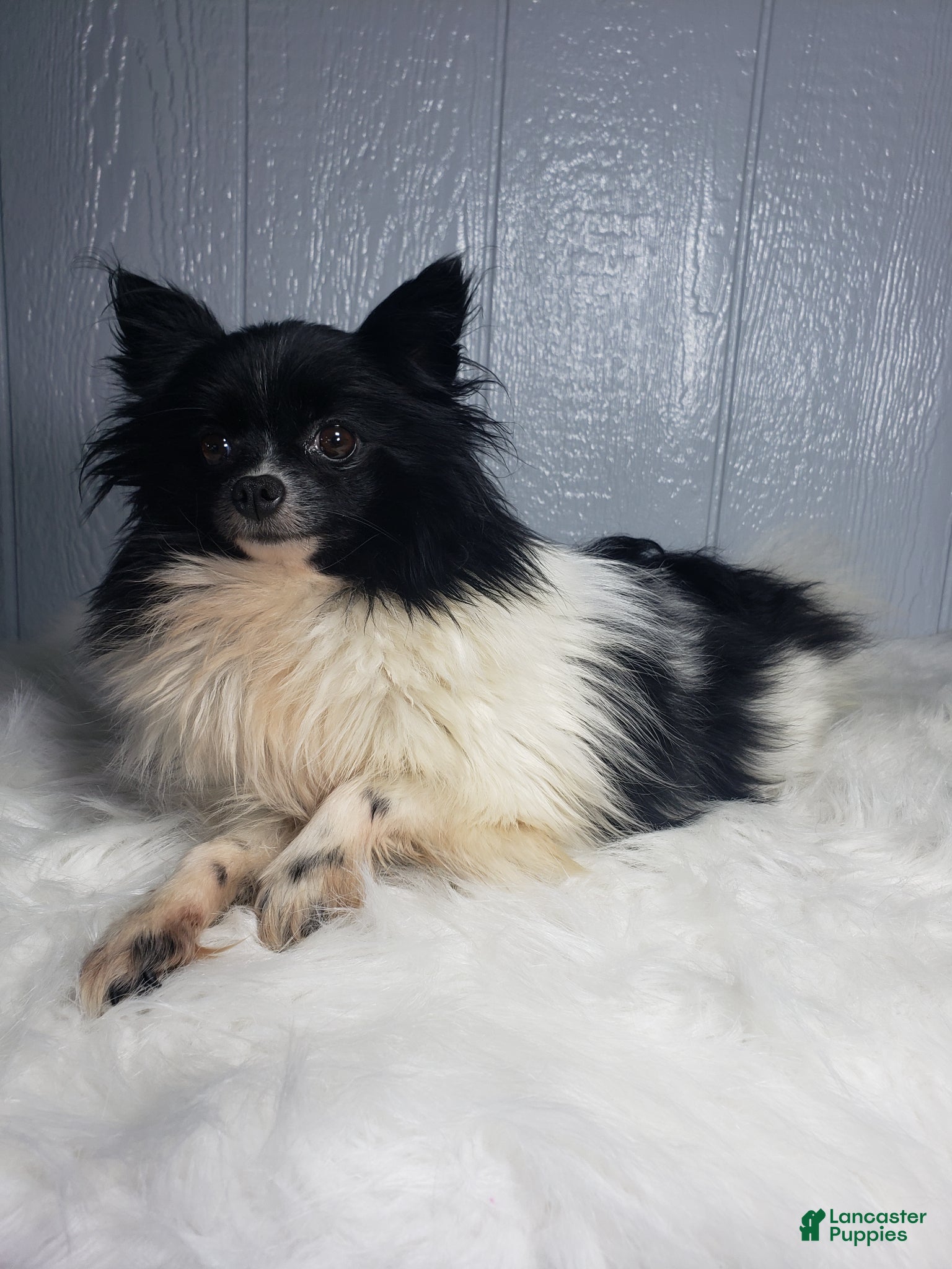 Pomeranian dogs for sale: Teddy  - Ad 8