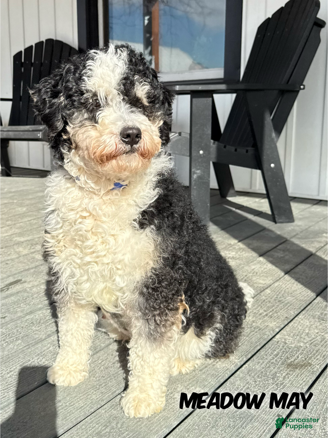 Mini Bernedoodle dogs for sale: Milo - Ad 2