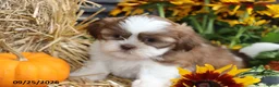 Shih Tzu dogs for sale: Sage - Ad 1