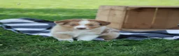 Australian Shepherd dogs for sale: Max - Ad 2