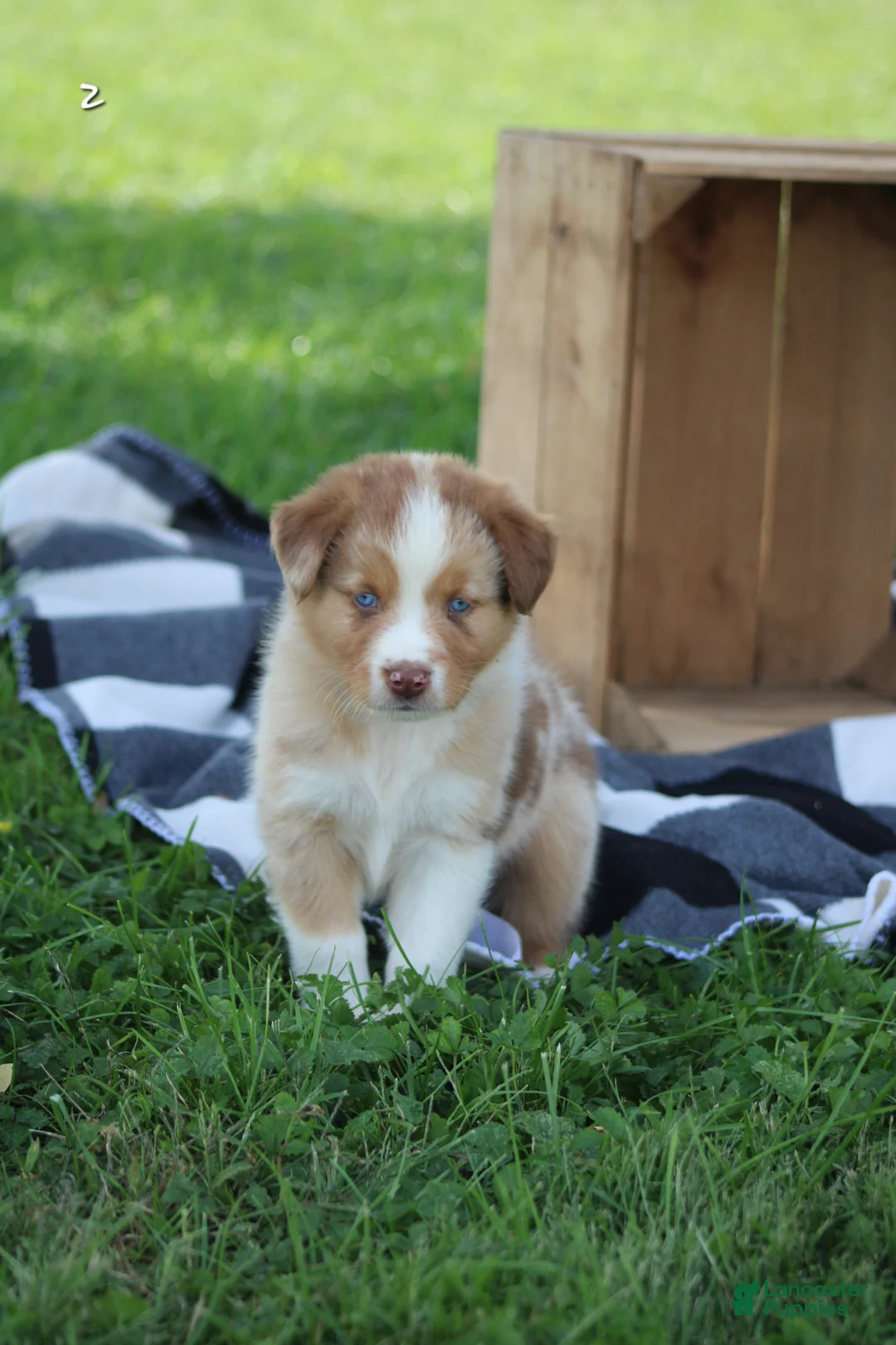 Australian Shepherd dogs for sale: Max - Ad 2