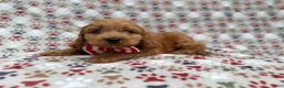Cockapoo dogs for sale: Pete - Ad 5