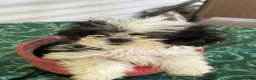 Shih Tzu dogs for sale: LEIA - Ad 3
