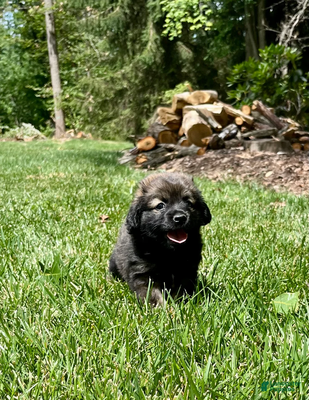 Mixed Breed dogs for sale: LIL Gilbert❤️AKC Cocker Spaniel🐾American Eskimo🐶15pds at maturity - Ad 2