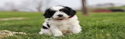 Cavapoo dogs for sale: Max - Ad 10
