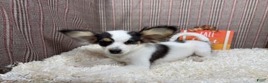 Papillon Puppy 2