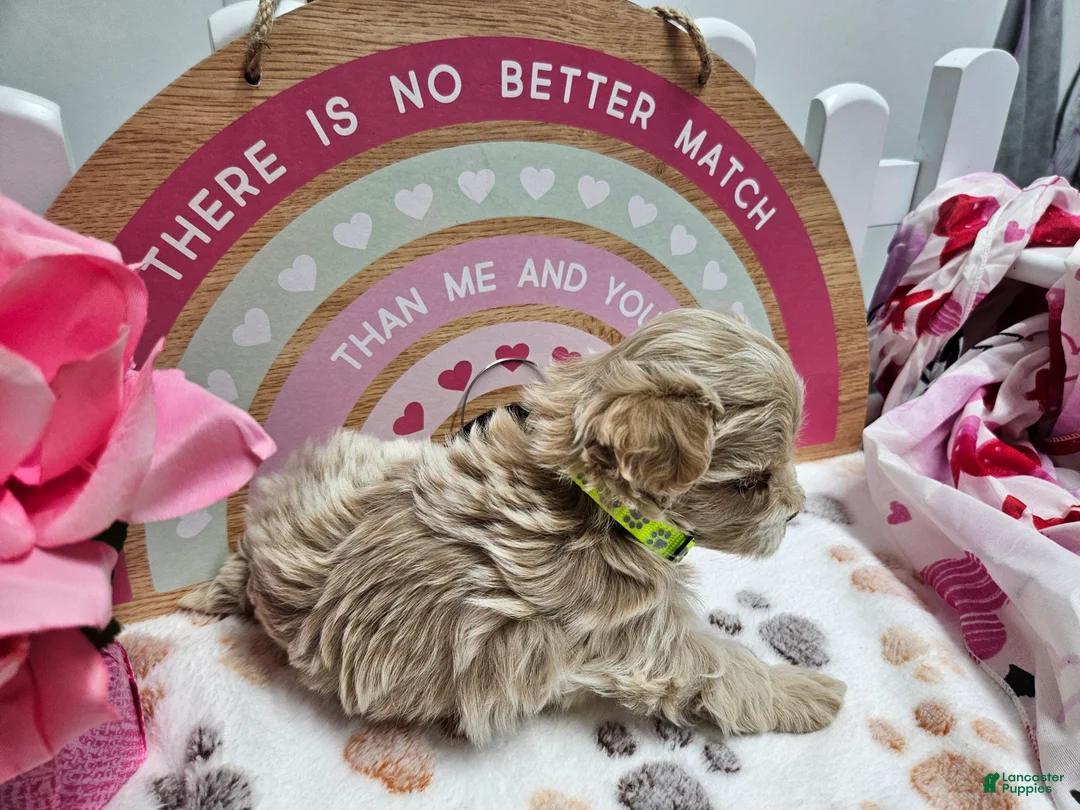 Maltipoo dogs for sale: Maltipoo Rambo Jaye - Ad 9