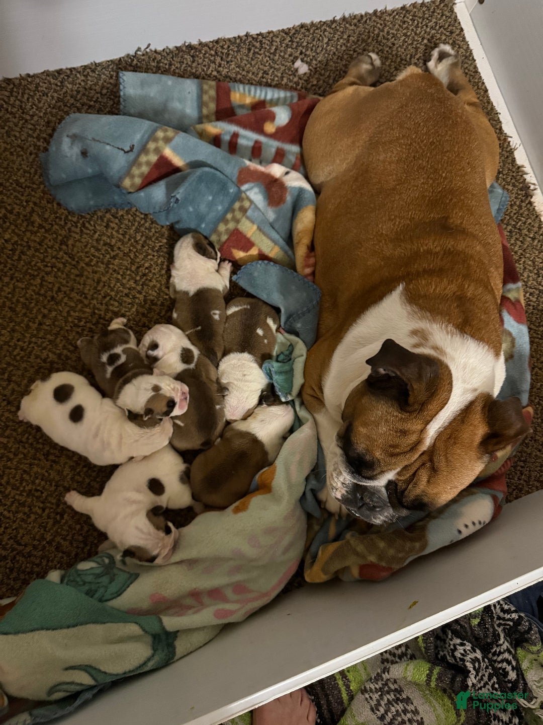 English Bulldog dogs for sale: English Bulldog Puppy 1 - Ad 7