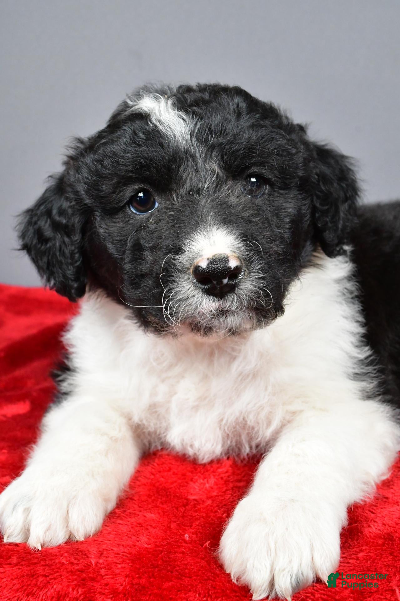 Aussiedoodle dogs for sale: Callie - Ad 2