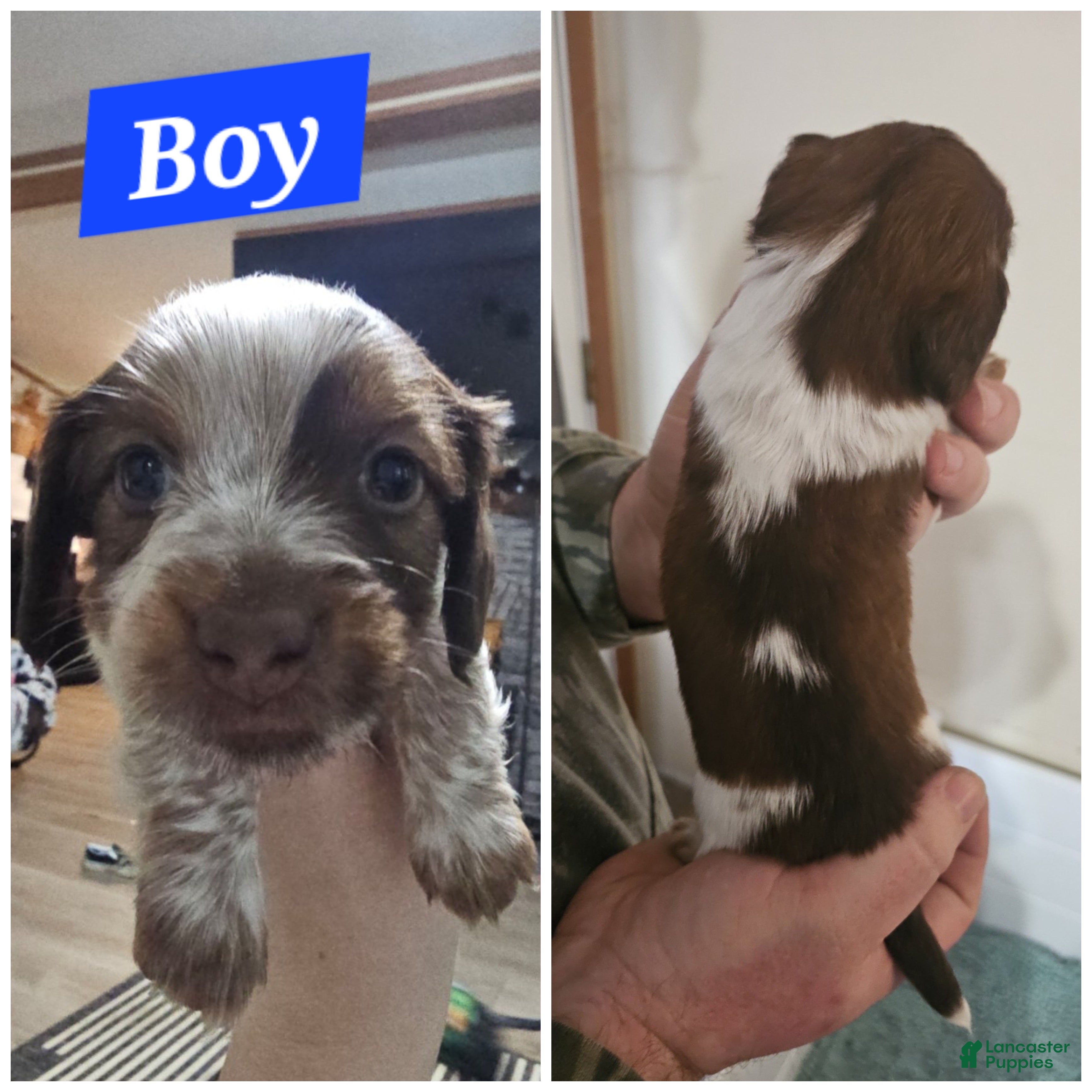 Miniature Dachshund dogs Miniature Dachshund Puppy 3 - Ad 28