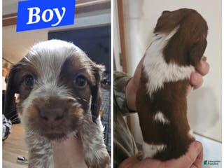 Miniature Dachshund dogs Miniature Dachshund Puppy 3 - Ad 28