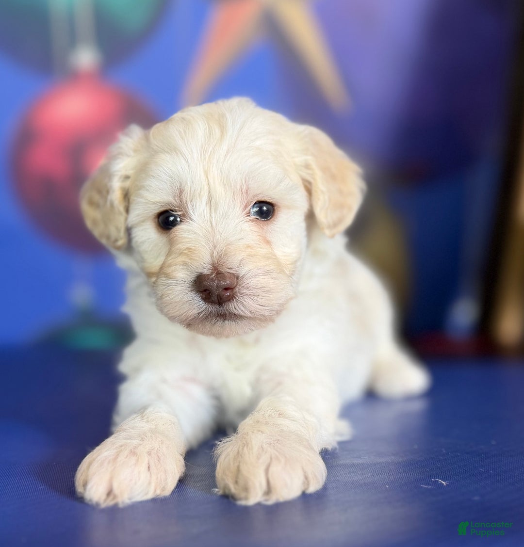 Mixed Breed dogs for sale: Biscuit - Ad 3